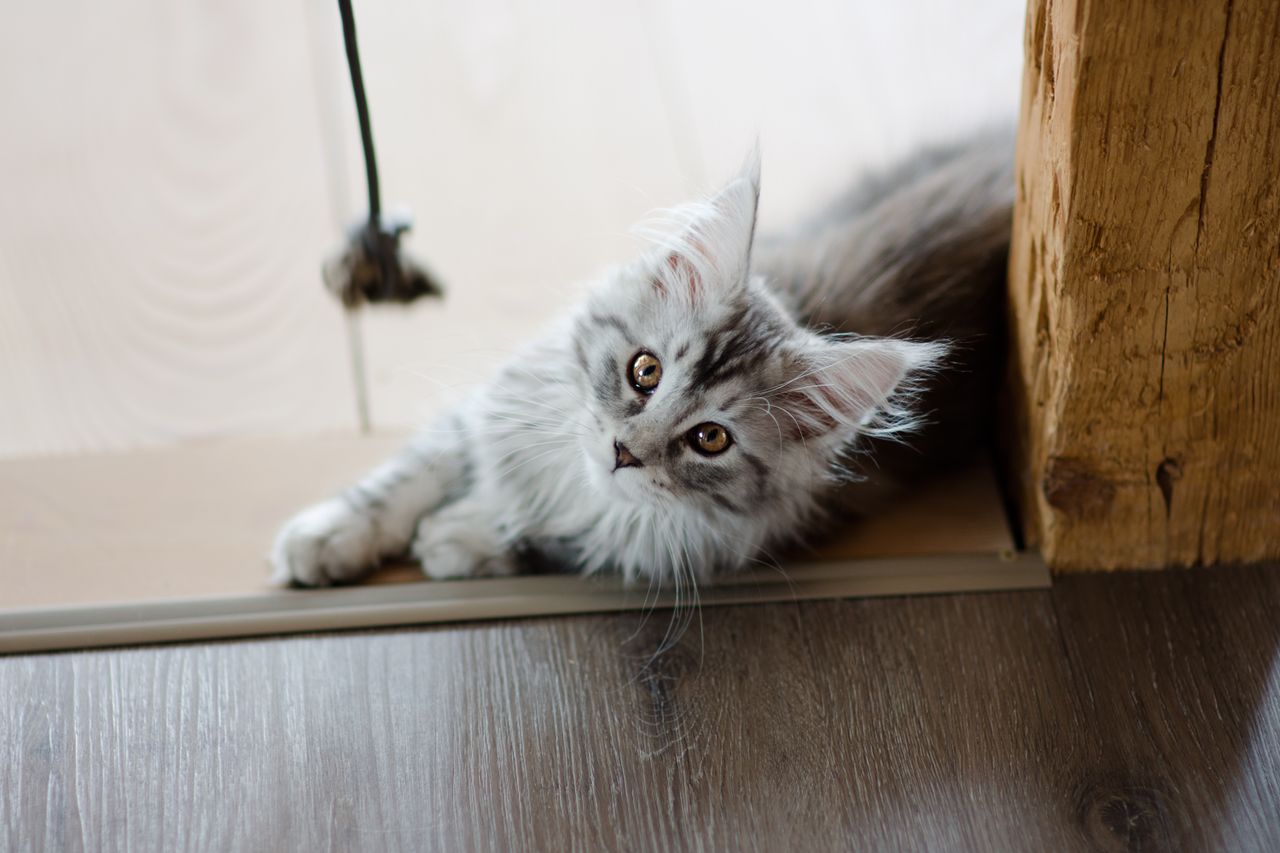 Home Cute Maine Coon kitten lying indoors on a wooden floor, looking curious and relaxed.