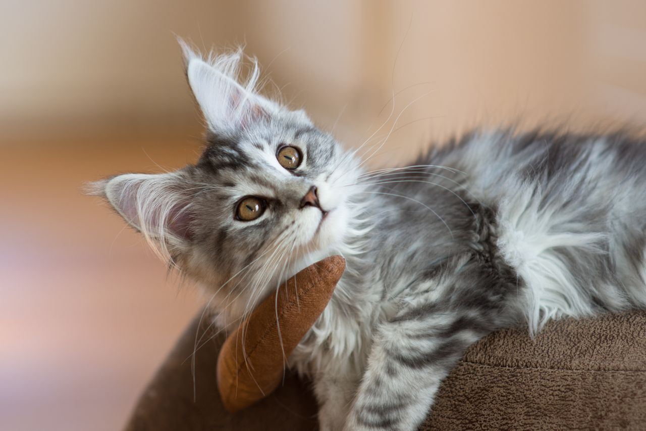 Home A fluffy Maine Coon kitten with tabby fur lounging indoors, showcasing its playful nature.