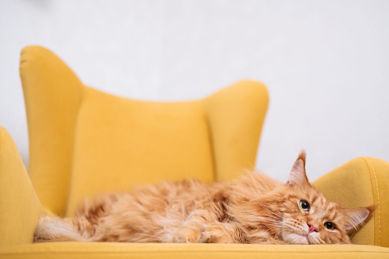 Home Playful ginger tabby cat lounging on a cozy yellow armchair, showcasing comfort and coziness indoors.