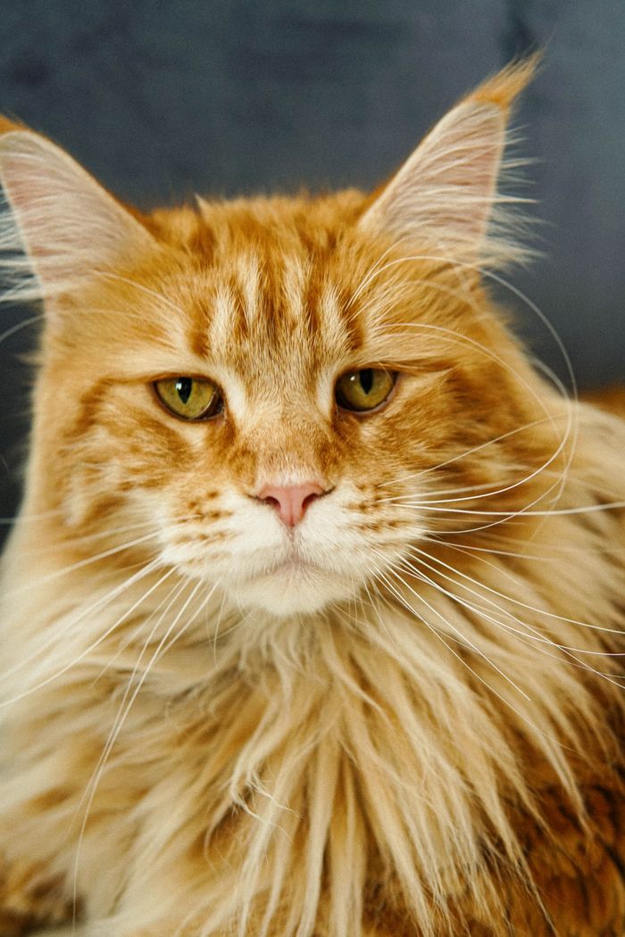 Detailed close-up of a Maine Coon cat's face, showcasing its long fur and striking features.